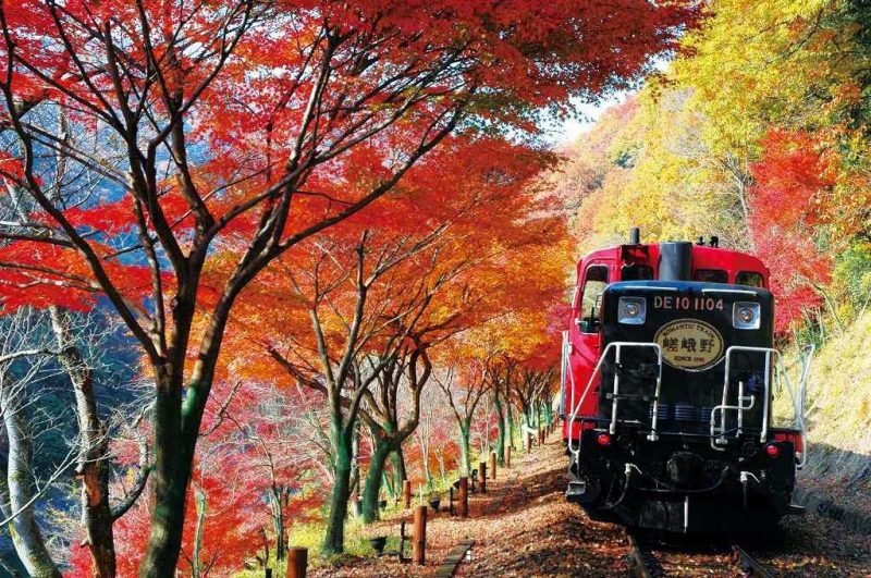 Sagano Train in Autumn