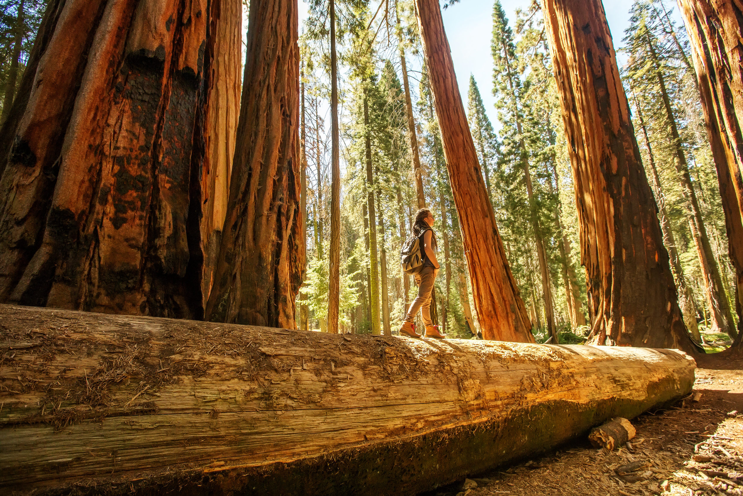 8 of the Most Popular National Forests in the US