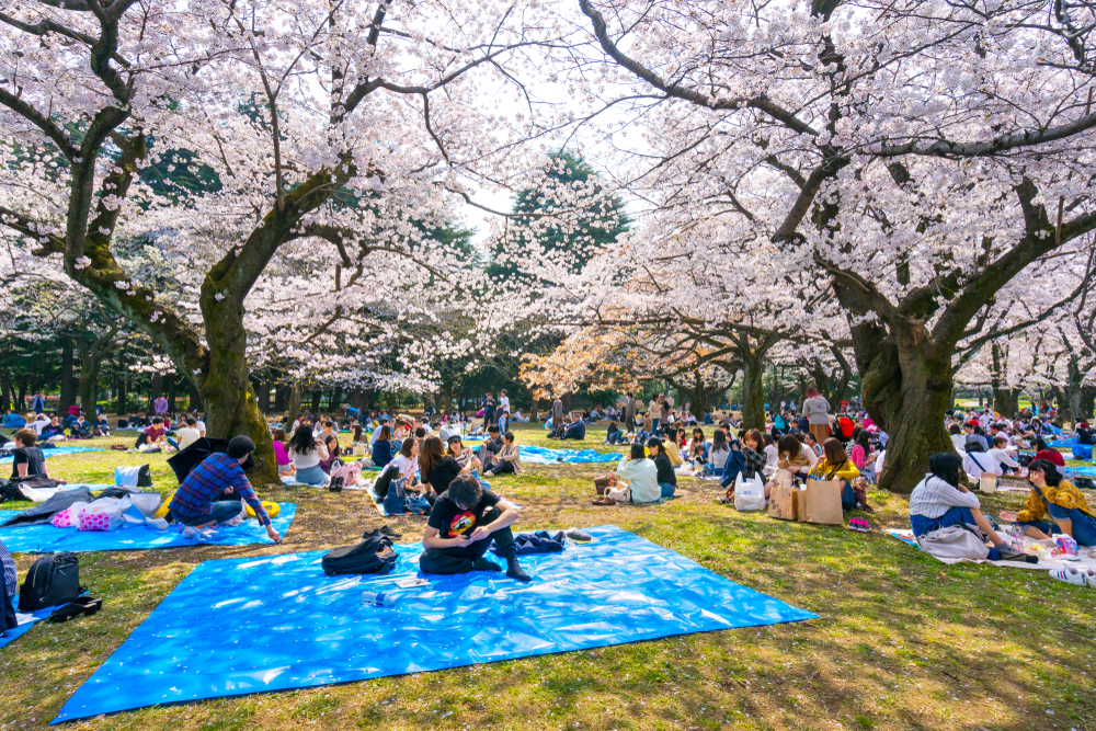 Best hotels in Tokyo for Cherry Blossoms viewing