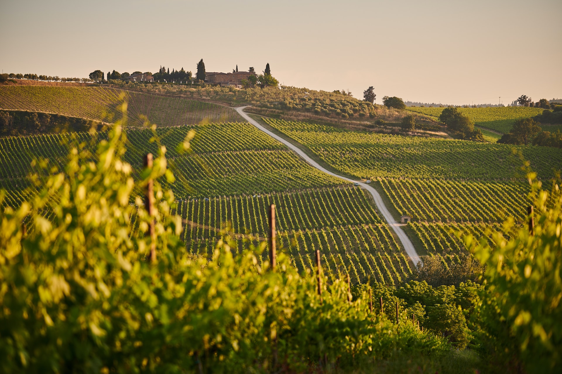Around the world in 17 wine regions
