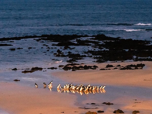 14 Places To See Penguins In Australia