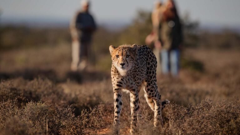 Samara Karoo Reserve Exclusive Cheetah Trail Walking Safari