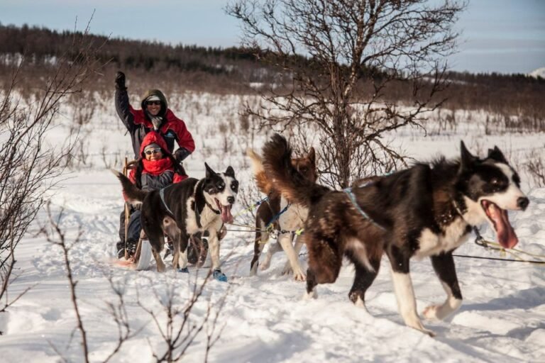 Best dog sledding tours in Tromsø