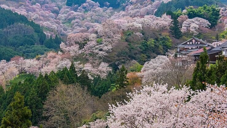 Japan’s Top Sakura Spots