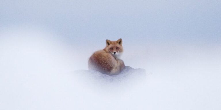 Exploring Hokkaido’s wildlife and nature