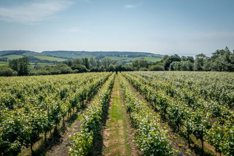 The New Face of Sustainable Wine Tourism