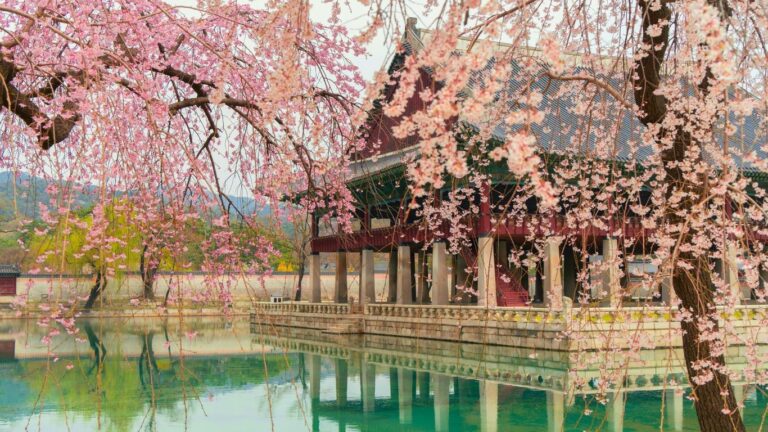 Chasing Cherry Blossoms In South Korea