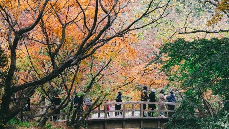 Japan Autumn Leaves 2026 Forecast Dates