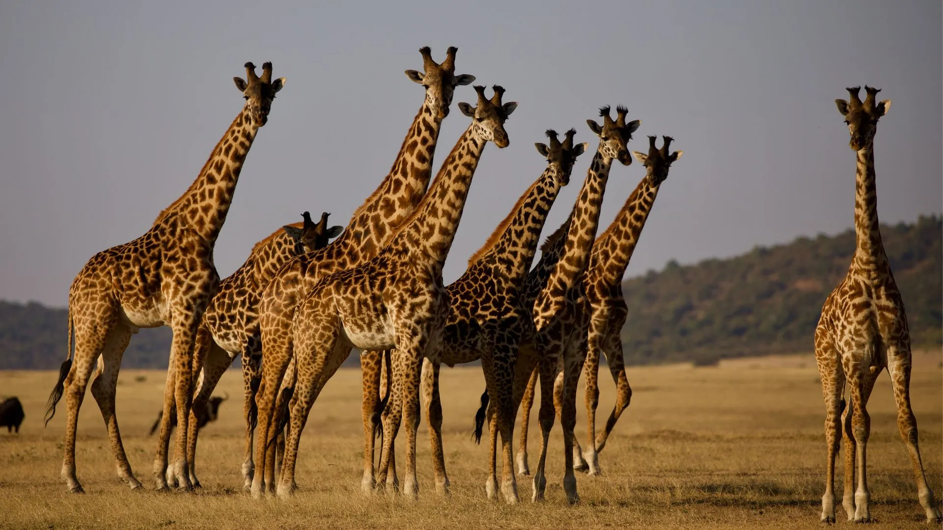 Tanzania