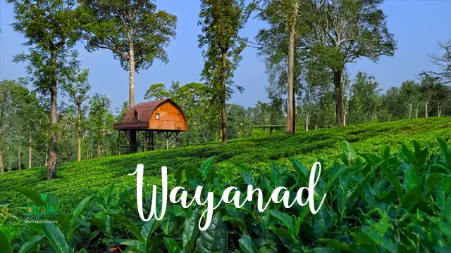 5 Kerala Adventure Experiences for an Unforgettable Trip